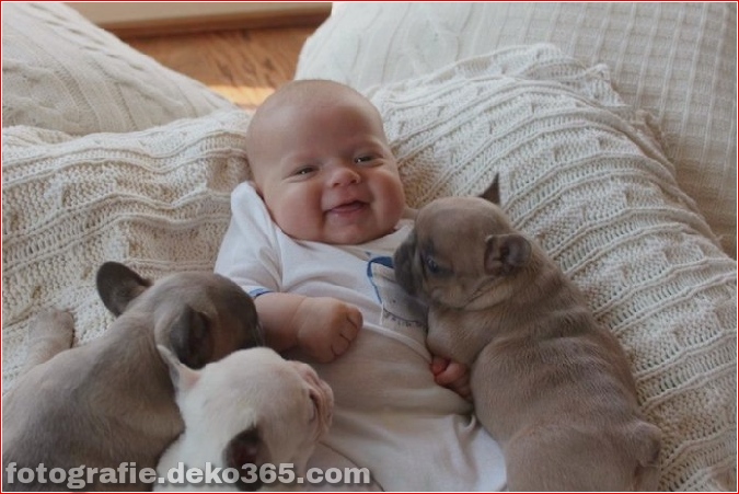 Baby mit Welpen der französischen Bulldogge (1)
