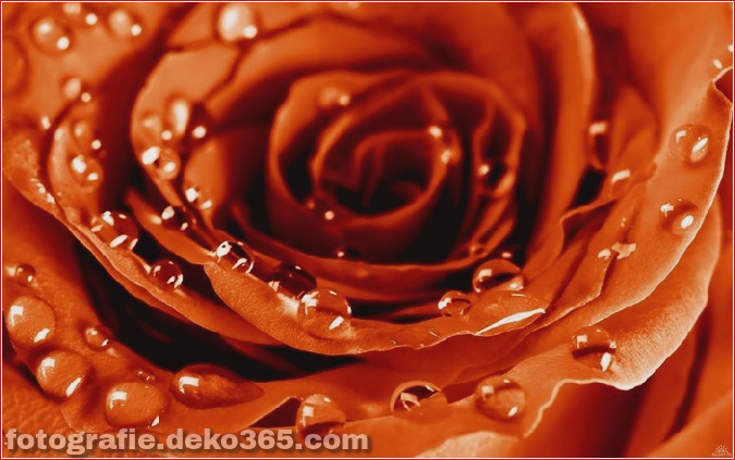 The Marvelous Rose Fragrance