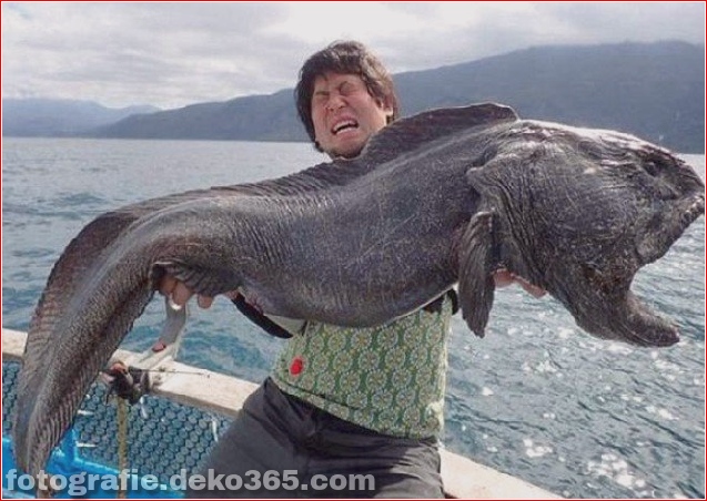 Fisherman Nehmen Sie unglaubliche Wolffische – Japan_5c9008cd006a2.jpg