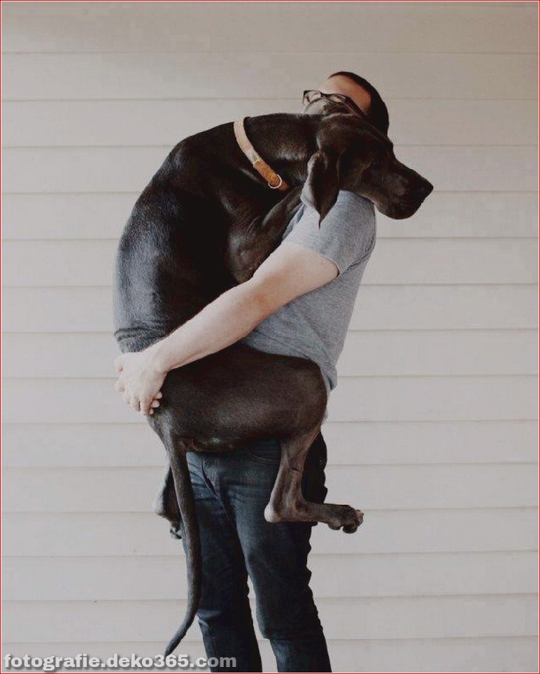 Große Hunde mit Liebesleuten (2)