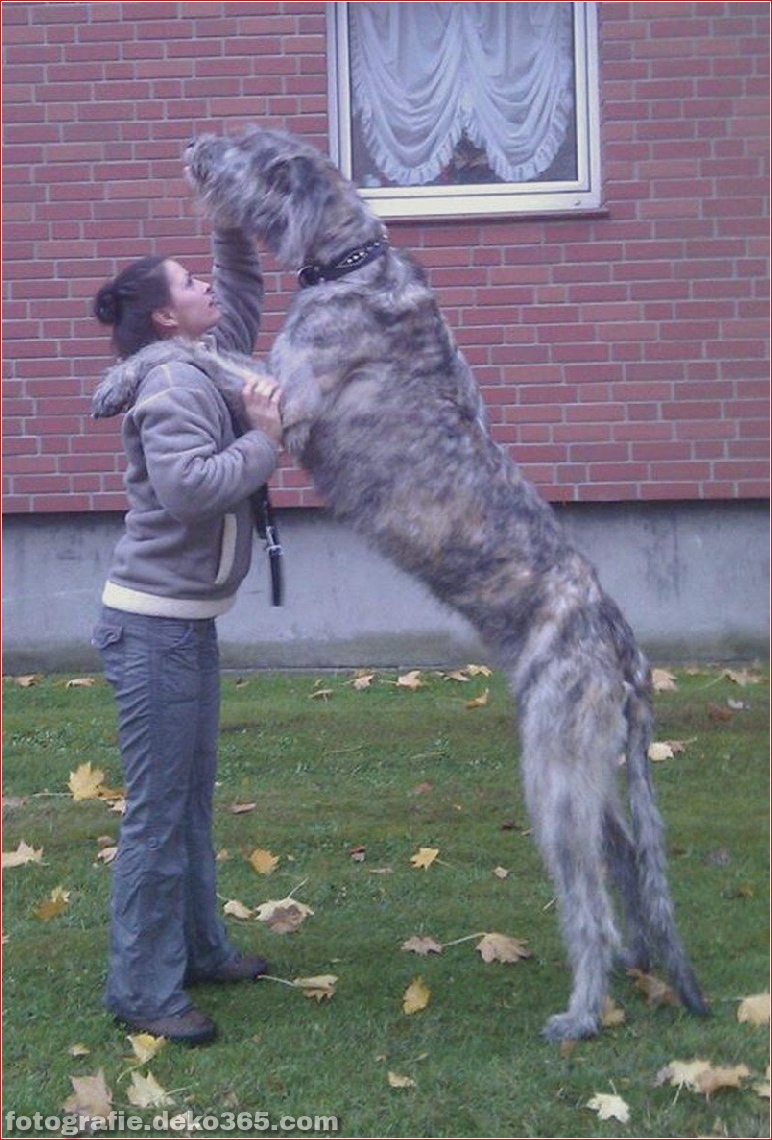 Große Hunde mit Liebesleuten (10)
