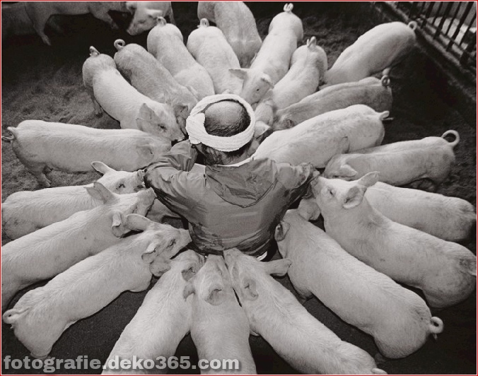 Landwirt und seine Schweine Freundschaft (2)