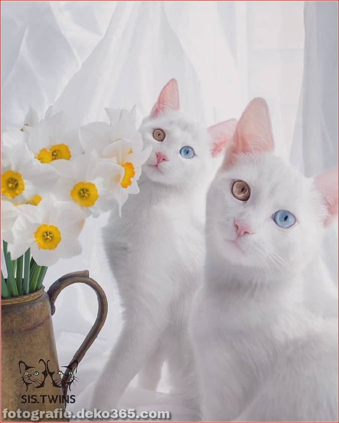 Heterochromatische Augen Katze (5)