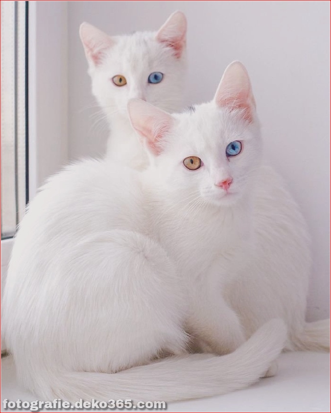 Heterochromatische Augen Katze (8)