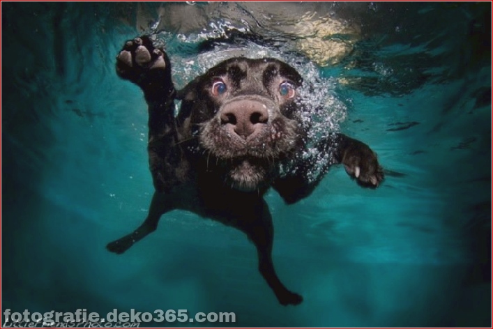 underwater Dog 
