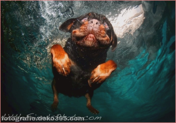 underwater Dog 