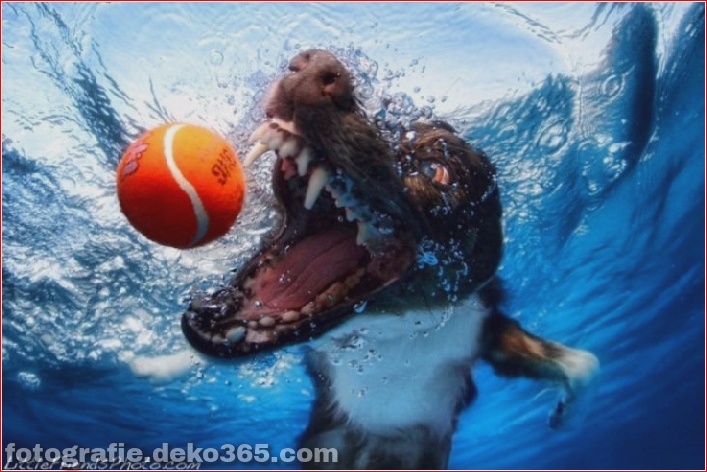 underwater Dog