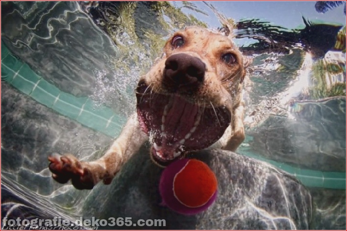underwater Dog