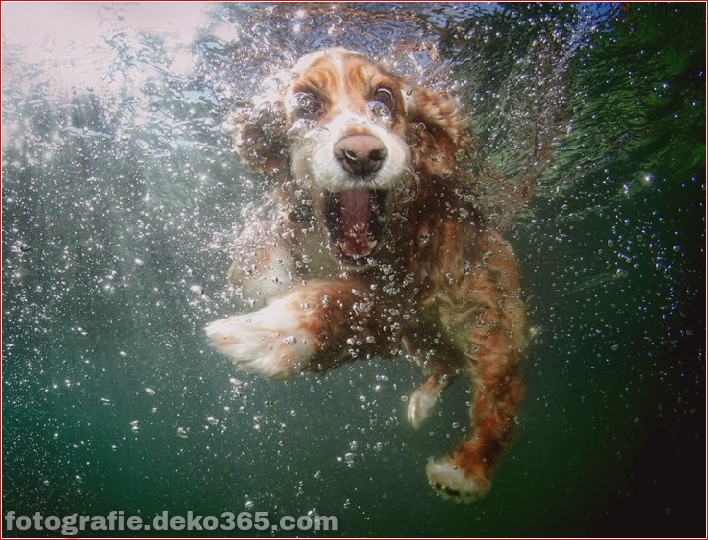 Under water Dog 