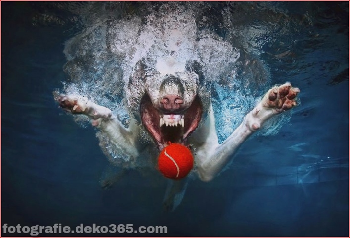 Under water Dog