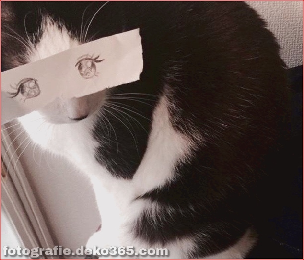 Gefälschte Augen für Katzen (3)