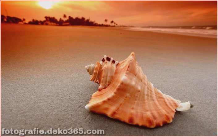 Muscheln am Strand (6)