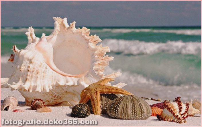 Muscheln am Strand (12)