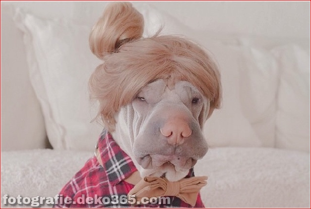 Paddington-The-Cute-Shar-Pei-Who-Lieben-Dressing-up-18