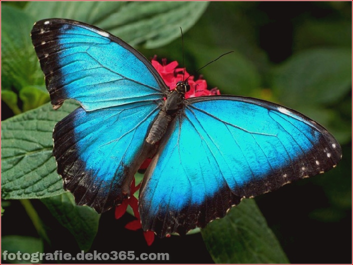 Schöne Schmetterlingsfotografie