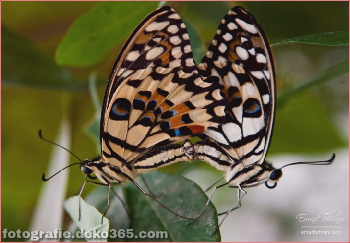 Schmetterlings-Fotografie