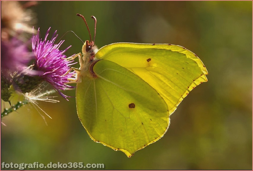 Schmetterlings-Fotografie