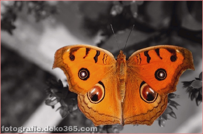 Schöne Schmetterlingsfotografie