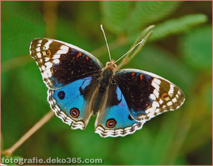 Schmetterlings-Fotos