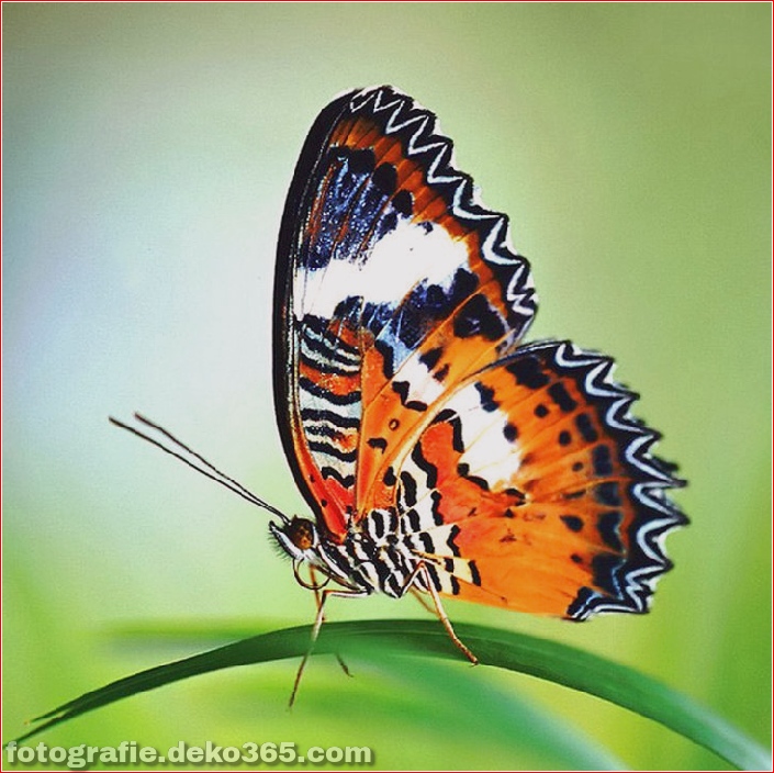 Schmetterlingsfotos