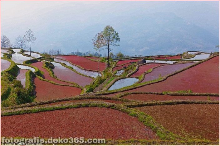Weltgrößte Terrassenreisfelder, Yuen Yang, China (6)