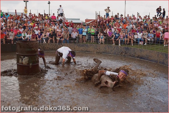 The fight with the pigs in the mud. Virokva, Wisconsin.