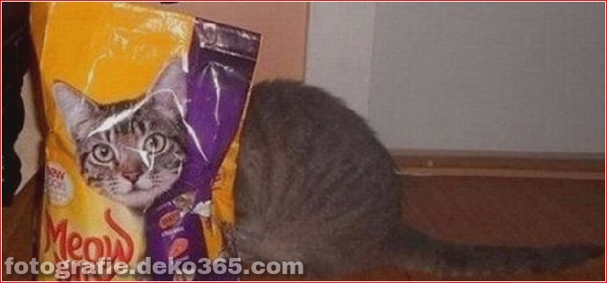 Katzen spielen Verstecken mit dir (4)