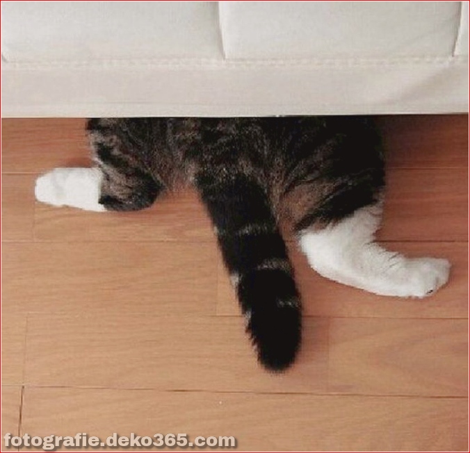 Katzen spielen Verstecken mit dir (6)